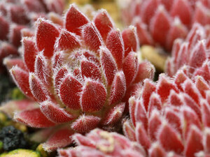 輸入センペルビブム【25】Allison(多肉植物 sempervivum センペルビューム 高山植物 センペル センペルビウム