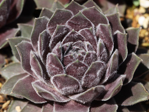 輸入センペルビブム【35】Skrocki(多肉植物 sempervivum センペルビューム 高山植物 センペル センペルビウム