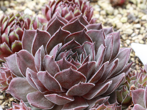 輸入センペルビブム【37】Old Rose(多肉植物 sempervivum センペルビューム 高山植物 センペル センペルビウム