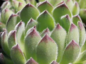 輸入センペルビブム【42】Gunther(多肉植物 sempervivum センペルビューム 高山植物 センペル センペルビウム