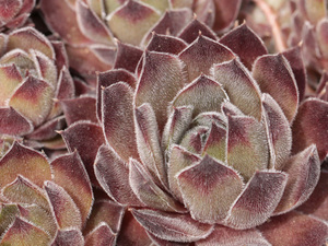 輸入センペルビブム【49】Gray Dawn(多肉植物 sempervivum センペルビューム 高山植物 センペル センペルビウム