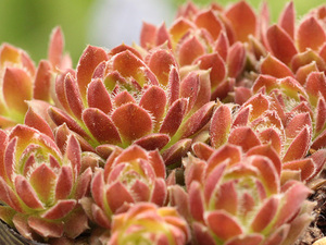 輸入センペルビブム【50】Pacific Green Rose(多肉植物 sempervivum センペルビューム 高山植物 センペル センペルビウム