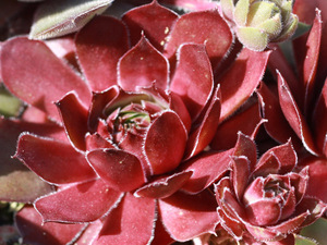 センペルビブム【52】Sicilian Rose(多肉植物 sempervivum センペルビューム 高山植物 センペル センペルビウム