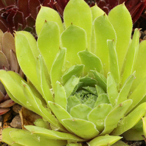 センペルビブム【54】双音蓮(多肉植物 sempervivum センペルビューム 高山植物 センペル センペルビウムの画像1