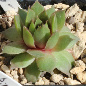 センペルビブム【54】双音蓮(多肉植物 sempervivum センペルビューム 高山植物 センペル センペルビウムの画像2
