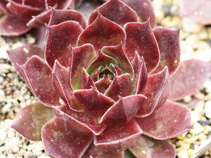 センペルビブム【72】Giant Red(多肉植物 sempervivum センペルビューム 高山植物 センペル センペルビウム 