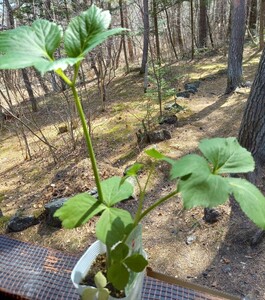 山野草 アシタバ苗明日葉、薬草