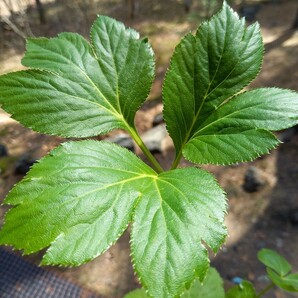 山野草 アシタバ苗明日葉、薬草の画像5