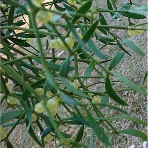 ヤドリギ 観葉植物 クリスマス 宿り木の画像1