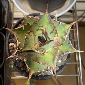 アガベ チタノタ ハデス agave titanota HADESの画像5