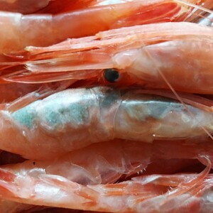  small ama shrimp 10~12cm 20ps.@250g rank 1p864 jpy prompt decision 