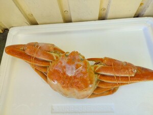  scratch ... crab large ( Hokkaido production )200~290g rank 3 pcs 2480 jpy prompt decision 