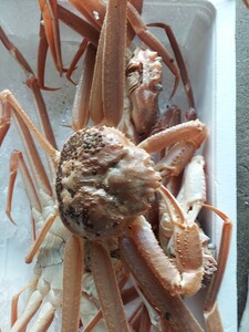 生巨大マツバカニ49cm810g1匹4700円即決