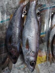 青森産珍魚混み魚3.0k2480円セット2480円即決