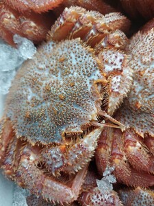 Bultha Hair Crab около 300 г на животное 980 иен