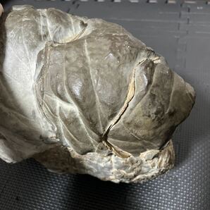 アンモナイト 天然石 鑑賞石 特大 化石 約15kg 約300×230 コレクション IH10231hの画像8