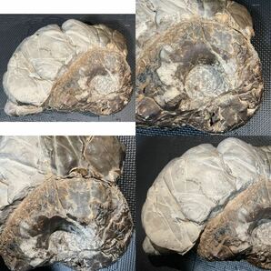 アンモナイト 天然石 鑑賞石 特大 化石 約15kg 約300×230 コレクション IH10231hの画像10