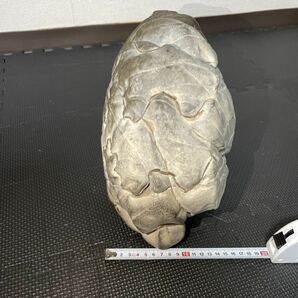 アンモナイト 天然石 鑑賞石 特大 化石 約15kg 約300×230 コレクション IH10231hの画像6