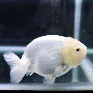  platinum golgfish 12cm rank (155003)