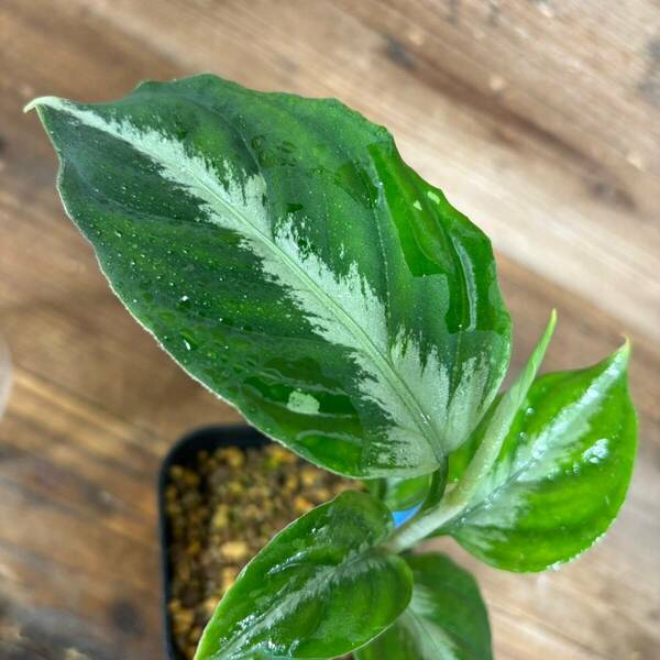 18. 実生株 アグラオネマ ピクタム Aglaonema pictum tricolor 南スマトラワイルド採取