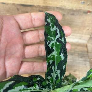 1056 アグラオネマ ピクタム 増殖株 Aglaonema pictum tricolor 熱帯植物 インドネシア