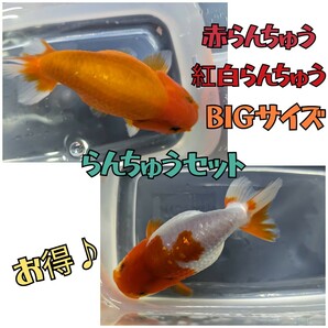 らんちゅうセット 紅白 赤 桜錦 計２匹セット 約10〜12cm BIGサイズ 大きい！綺麗！【発送日指定可能】の画像1