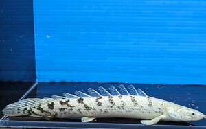 ポリプテルス デルヘッジ 約17cm 食欲旺盛 この個体を発送します♪ 