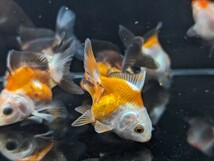 ラスト！！トリコロールオランダ ５匹セット 約4〜5cm 金魚 よく食べます♪ 獅子頭 _画像4