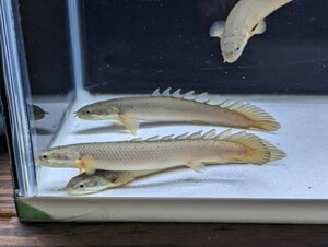 ポリプテルス セネガルス ２匹セット 約15cm 食欲旺盛！ 古代魚 大型魚 【発送日指定可能】