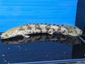 ポリプテルス エンドリケリー 約19cm サイズ良し 食欲旺盛 この個体を発送します★