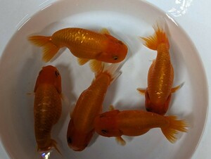  golgfish Sakura . red .. approximately 12cm goldfish BIG size . beautiful! largish . bargain!![ shipping day designation possibility ]