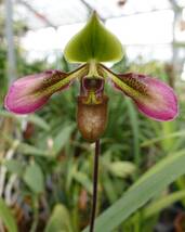 洋ラン 原種 Paphiopedilum volonteanum パフィオ ボロンィアナム　親巨体輪 極美麗花 国内実生_画像3