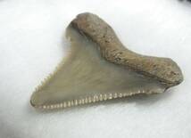 サメの歯　Calcharocles cubutensis_画像4