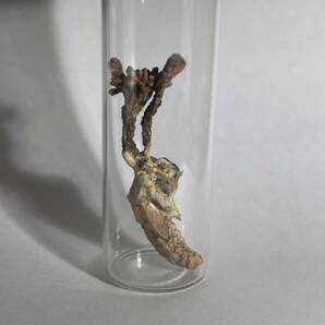 標本 冬虫夏草セミタケの一種 複数に枝分かれ子実体の画像2