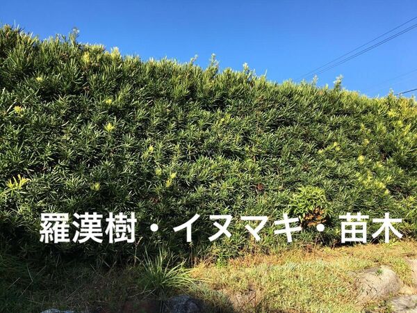 観葉植物　羅漢樹　イヌマキの苗木50株超　サイズ10cm程度