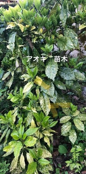 観葉植物　アオキ　青木　苗木　3株　サイズ10〜15cm程度