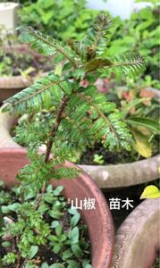 観葉植物　薬味　調理食材　山椒　さんしょう　苗木3株　サイズ約10〜15cm ツツジ科