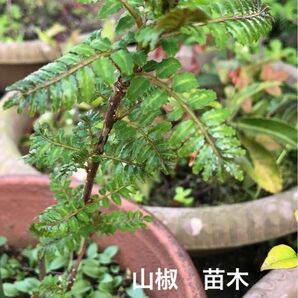 観葉植物　薬味　調理食材　山椒　さんしょう　苗木3株　サイズ約10〜15cm ツツジ科