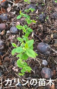 観葉植物　調理食材　カリン　苗木5株　サイズ約10〜15cm 縁起木　果林・花梨　カリン酒