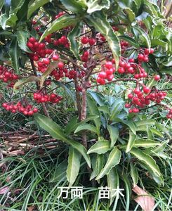 観葉植物　万両　マンリョウ　まんりよう　丈約10cmの苗木5株