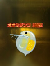 オオミジンコ 300匹+30匹 送料無料 ゆうパケット メダカの餌 タマミジンコ ゾウリムシ クロレラ PSB ミドリムシ 稚魚の餌 死着保証なし_画像1