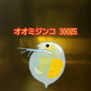 オオミジンコ 300匹+30匹 送料無料 ゆうパケット メダカの餌 タマミジンコ ゾウリムシ クロレラ PSB ミドリムシ 稚魚の餌 死着保証なしの画像1