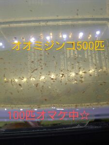 春セール！オオミジンコ500匹、今だけ100匹オマケ中☆☆