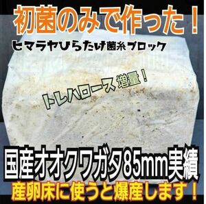 極上！ヒマラヤひらたけ菌糸ブロック　特殊アミノ酸強化配合！こだわりの初菌のみで作成！国産オオクワガタ85ミリ羽化実績！産卵床にも！