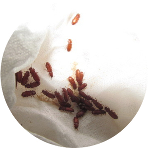 ヒラタコクヌストモドキ成虫X幼虫 MIX 抜け殻・卵・蚕含・成虫含みます。。。。いつも多めに入れてます。の画像1