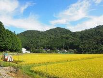 令和5年 兵庫県産 キヌヒカリです。