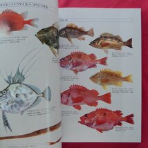 大型11【魚譜-日本料理盛付精撰・日本食用魚介藻大図鑑/末廣恭雄・阿部宗明・鈴木克美・益田一/グラフ社・昭和57年】料理:志の島忠_画像10