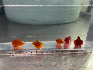 fusenuo5 pcs # Dan go o#atsumoliuo# saltwater fish 