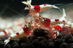 {50 pcs } Red Bee Shrimp {...DX}