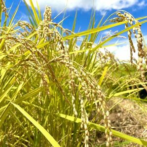 送料込 新米 令和5年産 農家直送 三重県産 コシヒカリ こしひかり お米 精米 10kg 10キロ 白米 ごはん お米 安心食材 の画像2